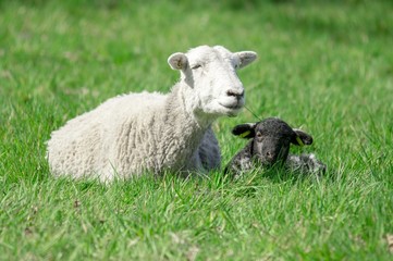 Schafhaltung, weißes Mutterschaf  mit schwarzem Lamm