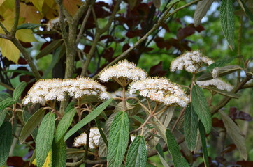 Immergrüner Zungenschneeball - Viburnum rhytidophyllum 