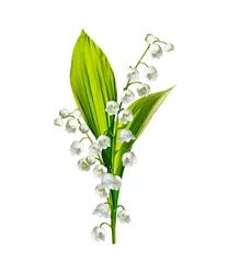 Papier Peint photo Lavable Muguet The branch of lilies of the valley flowers isolated on white bac