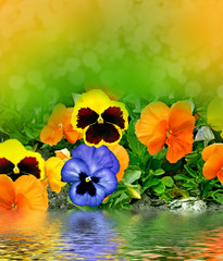 pansy flowers