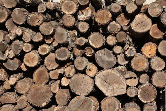 Holz