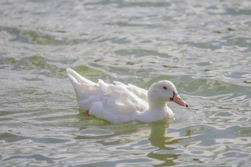 canard albinos