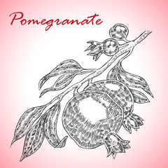 Highly detailed hand drawn pomegranate. Pomegranate twig vector