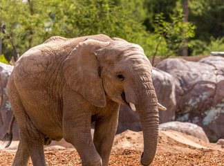Fototapeta na wymiar Elephants.