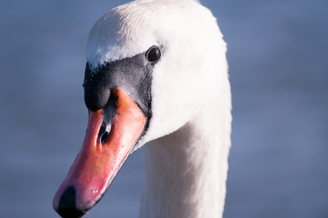 Head of swan