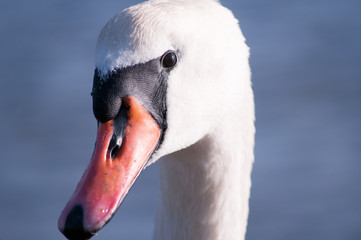 Fototapeta premium Head of swan