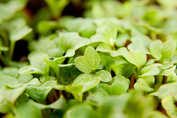 Green young radish sprouts in garden