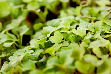 Green young radish sprouts in garden