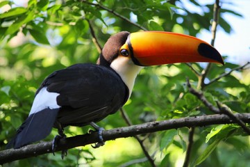 Common toucan in Parque das Aves, Brazil