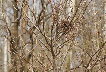 Fototapeta premium Bird's nest in a tree.