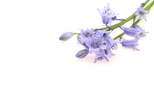 141 Best ツリガネソウ Images Stock Photos Vectors Adobe Stock 141 Best ツリガネソウ Images Stock Photos Vectors Adobe Stock