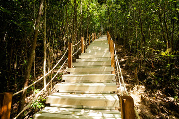 Jungle trekking on Koh Phangan