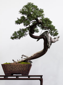  bonsai