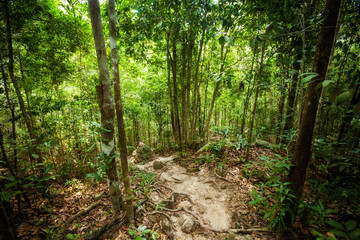 Obraz premium Jungle trekking on Koh Phangan