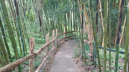 Chemin dans les bambous © nat84