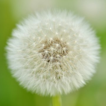 Fragilite Images – Browse 166 Stock Photos, Vectors, and Video | Adobe ...