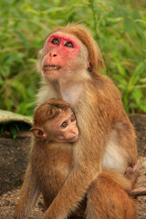 Toque macaques mother and baby sitting at Cave Temple in Dambull