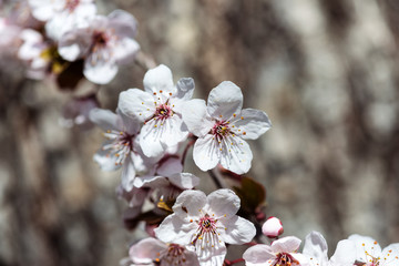 white cherry flowers in spring
