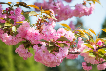 cherry flower, blossom at spring
