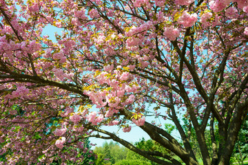 cherry flower, blossom at spring