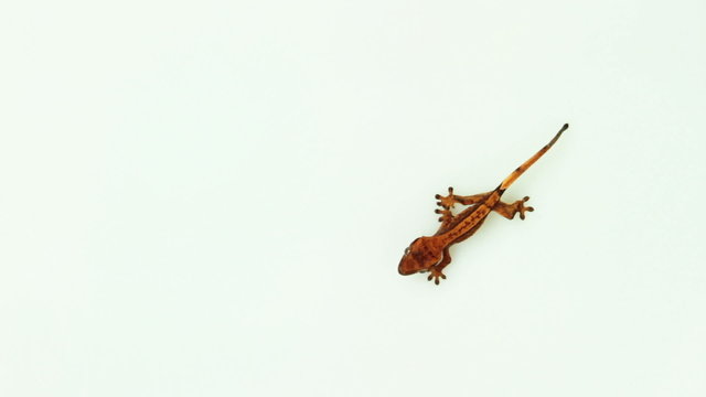 collection of top view of isolated gecko