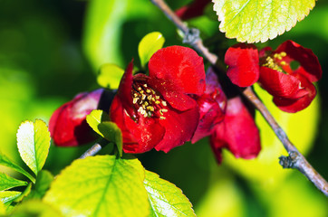 Obraz na płótnie Canvas Flowering quince (cydonia oblonga) Red spring flowers (flowering