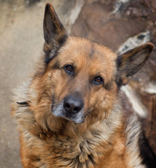 alter schäferhund mit grauem bart und treuem blick