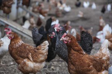 Viele Hühner - Freilandhaltung