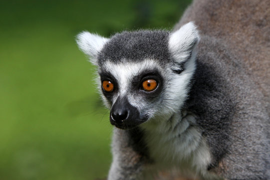 Katta