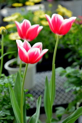 チューリップ