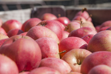 Viele Äpfel in Holzkiste