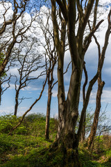 Gespensterwald Nienhagen