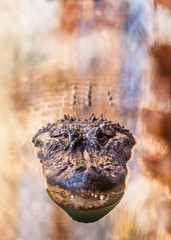 Alligator Floating in Water