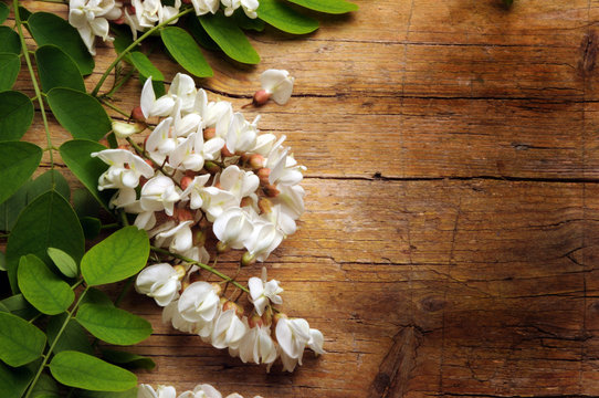&Alpha;&kappa;&alpha;&kappa;ί&alpha; Acacia アカシア Akacja 金合欢 Akasya Акация طلح 