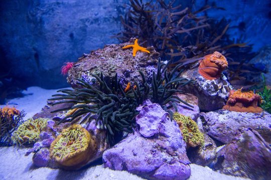 A starfish in a tank with stones