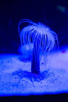 Blue sea anemone in aquarium 