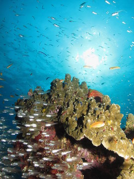 Fototapeta Sunny coral reef