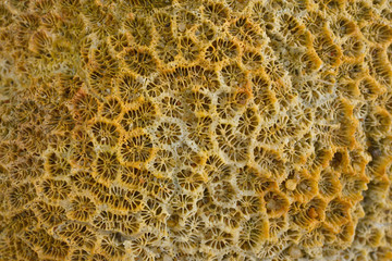 closeup Dead brain coral eastern of Thailand