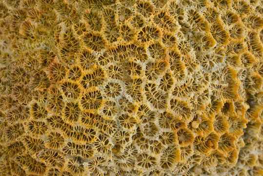 closeup Dead brain coral eastern of Thailand