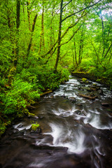 Fototapeta premium Cascades on Bridal Veil Creek in the Columbia River Gorge, Orego