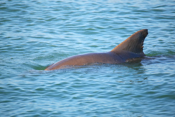 Obraz premium Common bottlenose dolphin showing dorsal fin