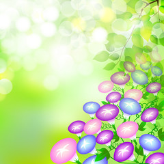 朝顔　新緑　背景