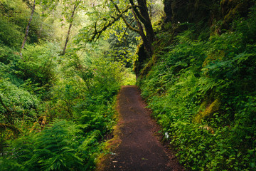 Fototapeta na wymiar Trail in a forest, in the Columbia River Gorge, Oregon.