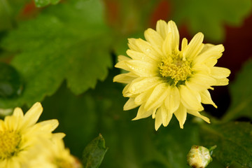 Chrysanthemum indicum Linn..