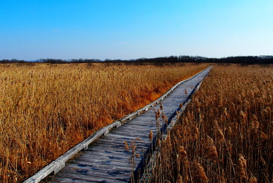 温根内釧路湿原