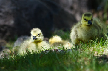 Newborn Gosling Resting in the Green Grass