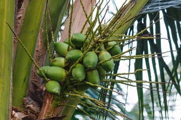 the coconut plant