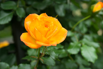 黄色い薔薇の花