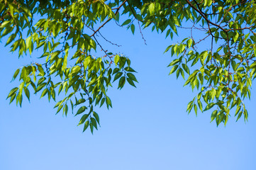 初夏の風に揺れるけやきの新緑