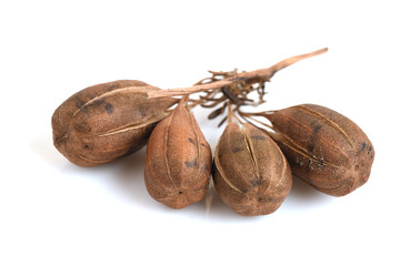 Aristolochia indica Linn., Rare in Thailand.